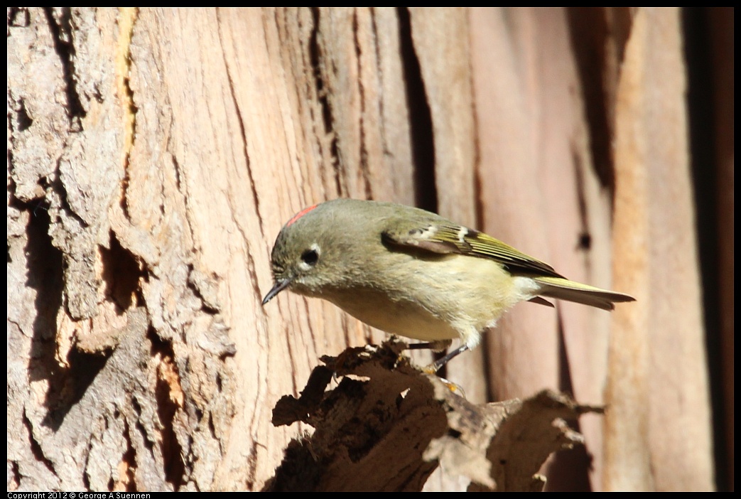 1109-102044-01.jpg - Ruby-crowned Kinglet