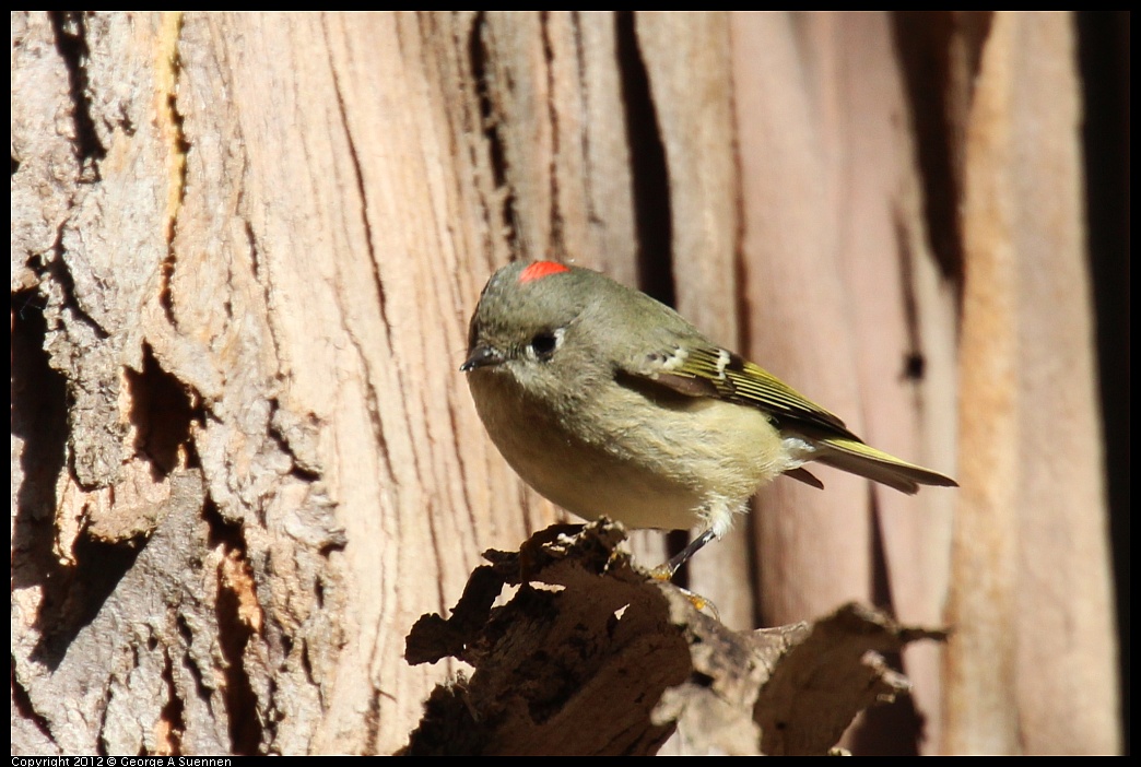 1109-102044-04.jpg - Ruby-crowned Kinglet