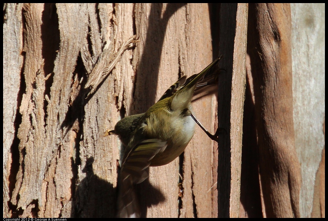 1109-102128-01.jpg - Ruby-crowned Kinglet