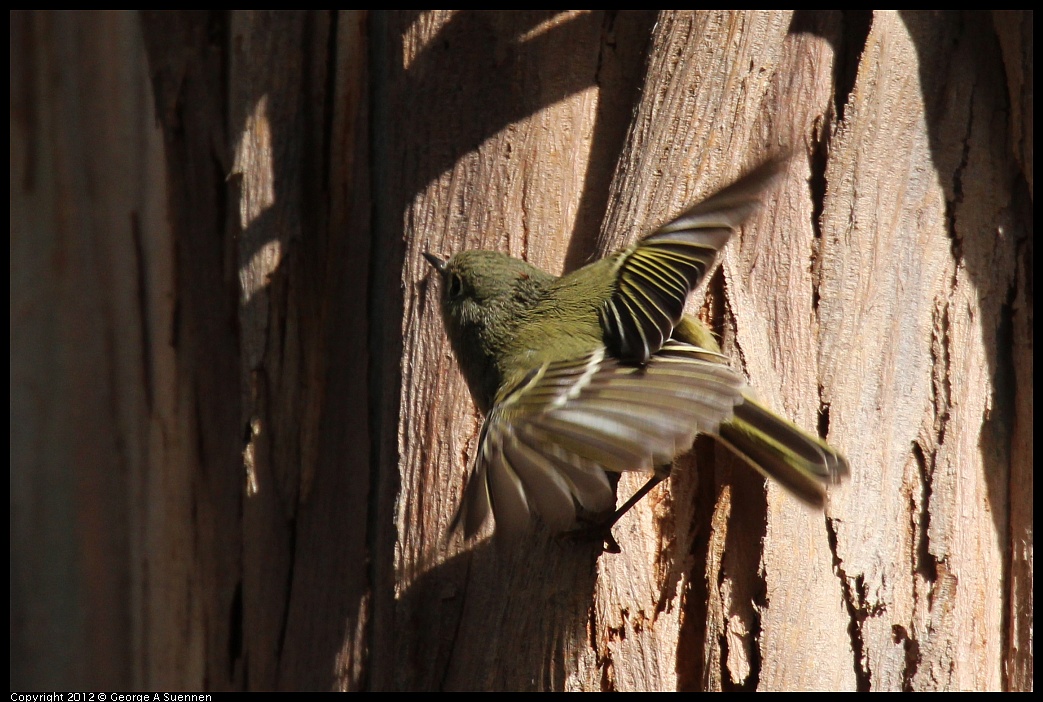 1109-102131-02.jpg - Ruby-crowned Kinglet