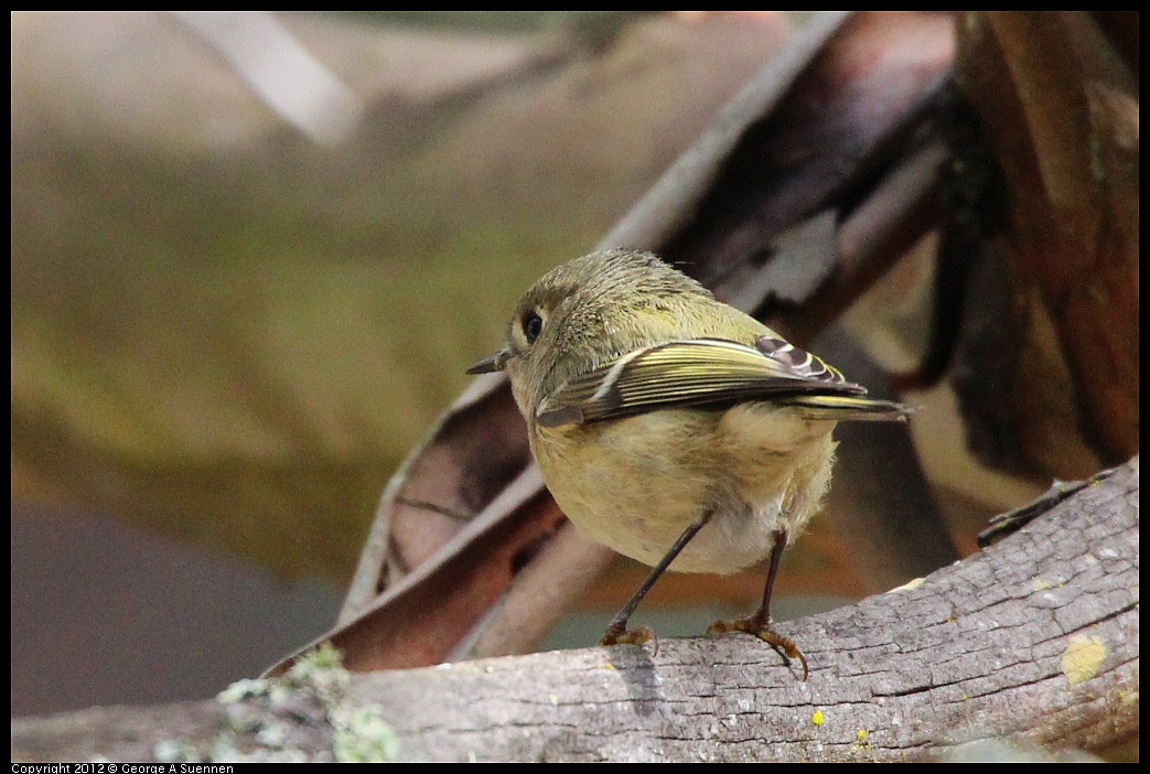 1109-102154-03.jpg - Ruby-crowned Kinglet