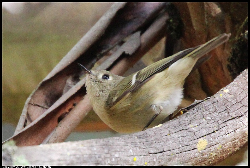 1109-102157-01.jpg - Ruby-crowned Kinglet