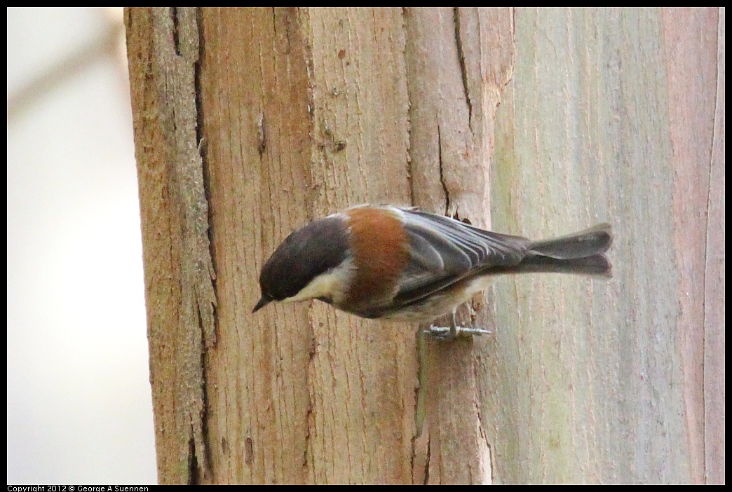 1109-102232-02.jpg - Chestnut-backed Chickadee