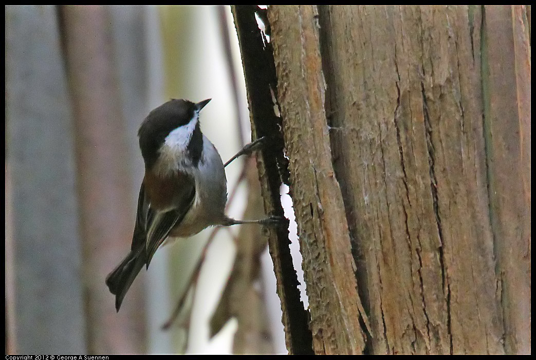 1109-102238-01.jpg - Chestnut-backed Chickadee