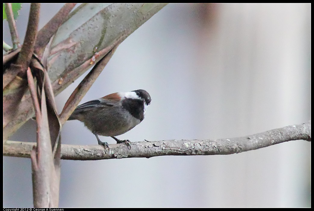 1109-102304-02.jpg - Chestnut-backed Chickadee