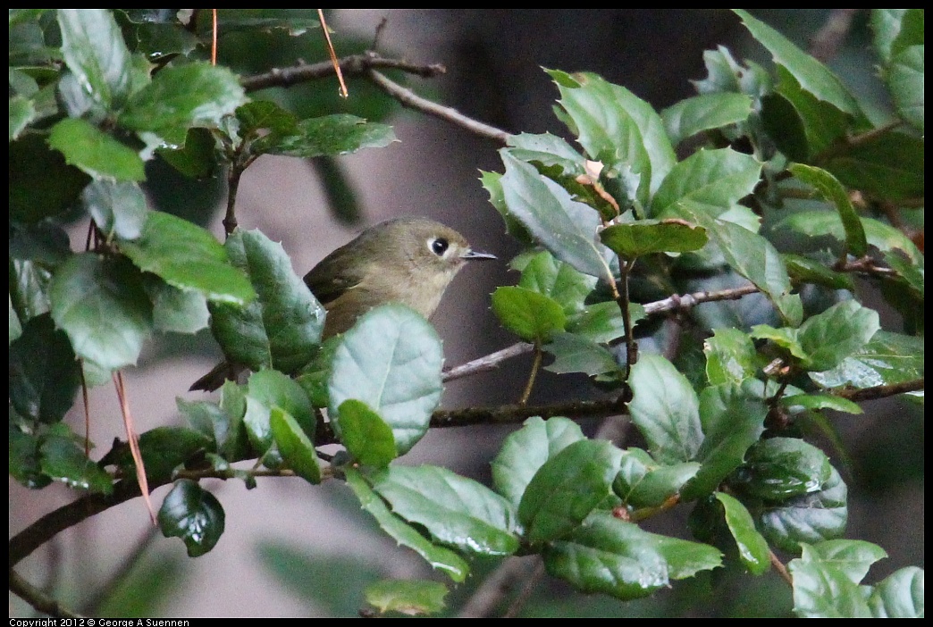 1109-102334-01.jpg - Ruby-crowned Kinglet