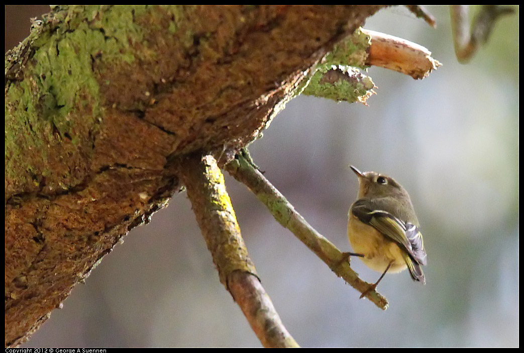 1109-102455-01.jpg - Ruby-crowned Kinglet