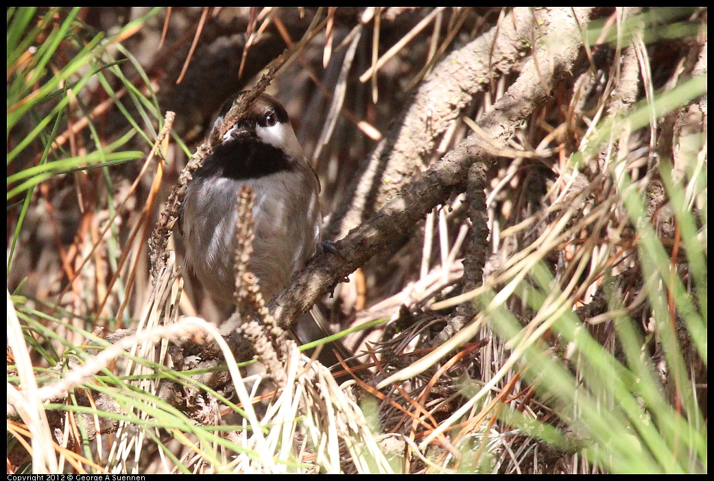 1109-103150-04.jpg - Chestnut-backed Chickadee