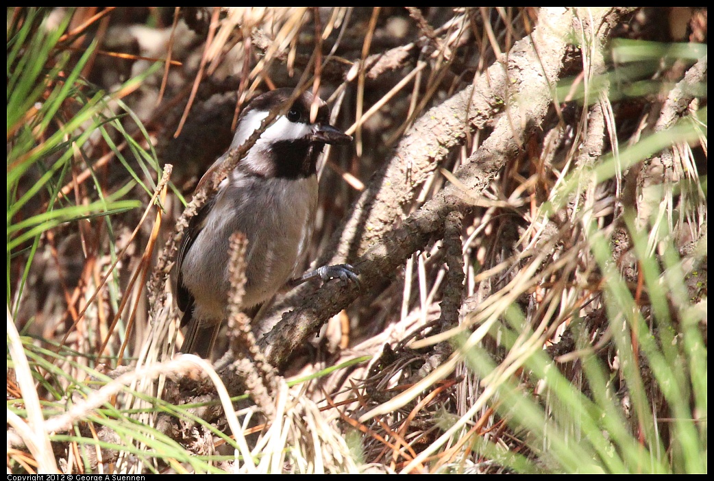 1109-103150-05.jpg - Chestnut-backed Chickadee