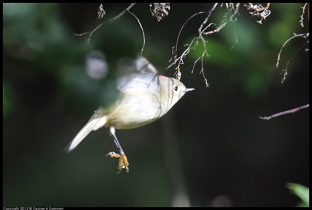 1109-103206-01.jpg - Ruby-crowned Kinglet