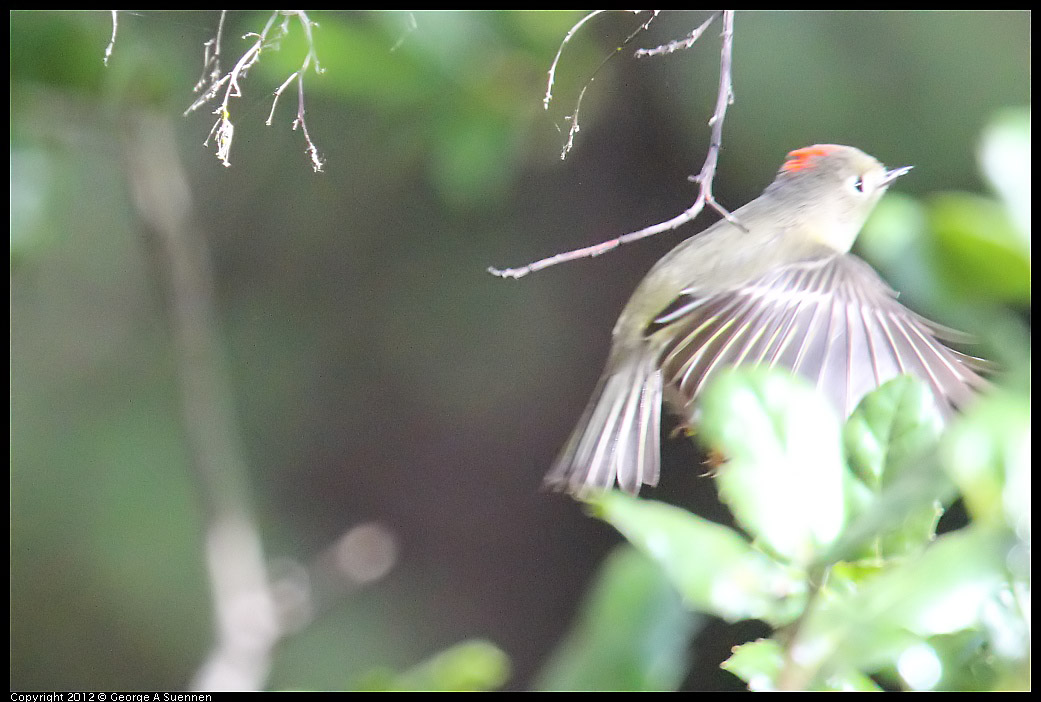 1109-103206-02.jpg - Ruby-crowned Kinglet