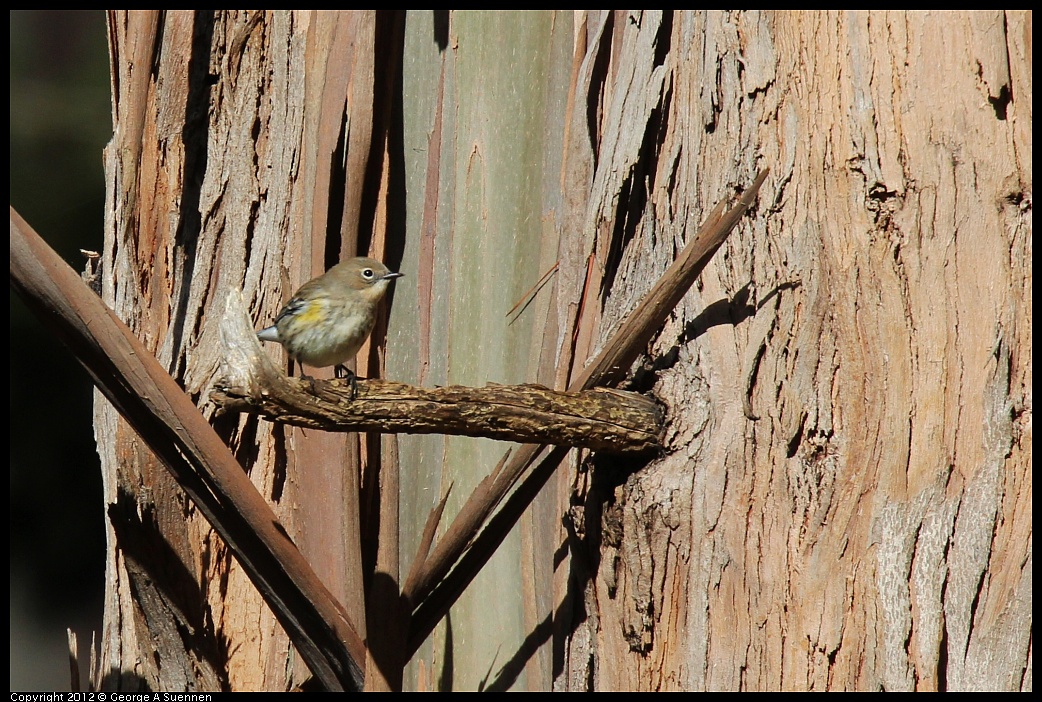 1109-103320-01.jpg - Yellow-rumped Warbler