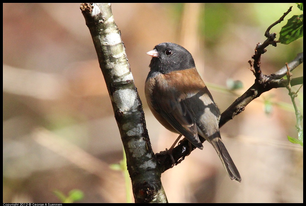 1109-103348-05.jpg - Dark-eyed Junco