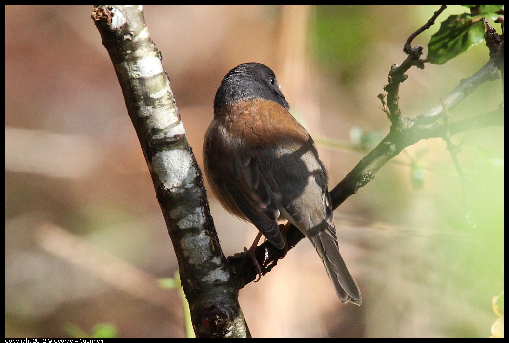 1109-103351-02.jpg - Dark-eyed Junco