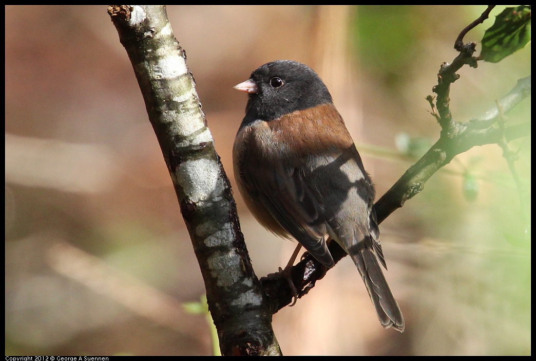 1109-103355-02.jpg - Dark-eyed Junco