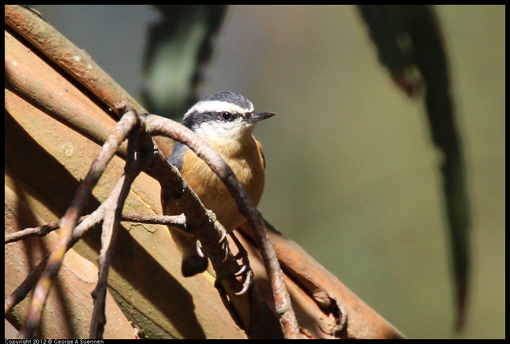 1109-103533-03.jpg - Red-breasted Nuthatch