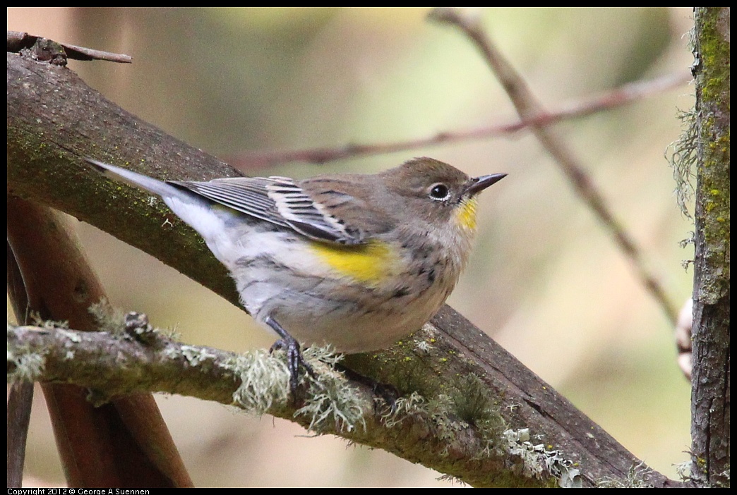 1109-103547-02.jpg - Yellow-rumped Warbler