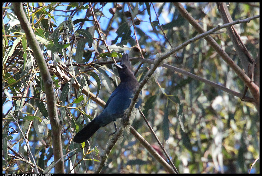 1109-110643-02.jpg - Stellar Jay