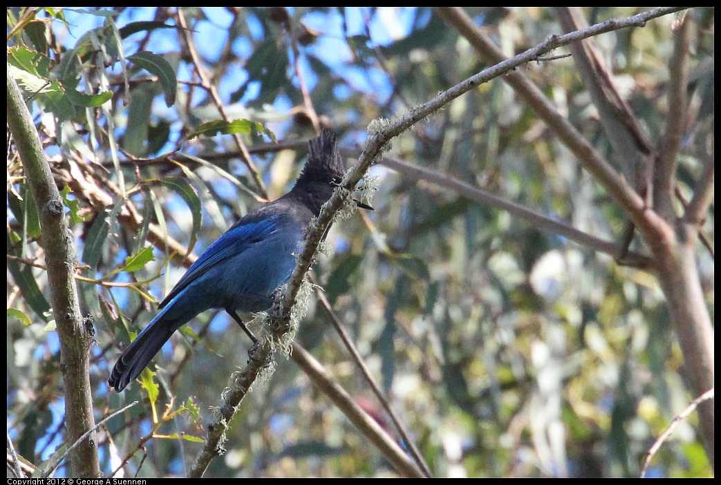 1109-110654-01.jpg - Stellar Jay