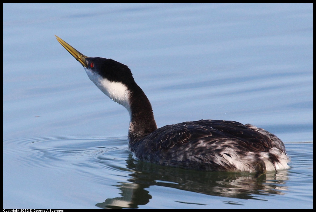 1111-093322-01.jpg - Western Grebe