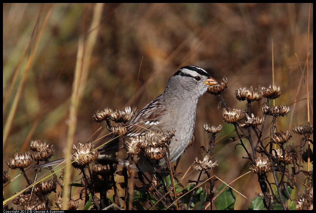 1111-095216-01.jpg - White-crowned Sparrow