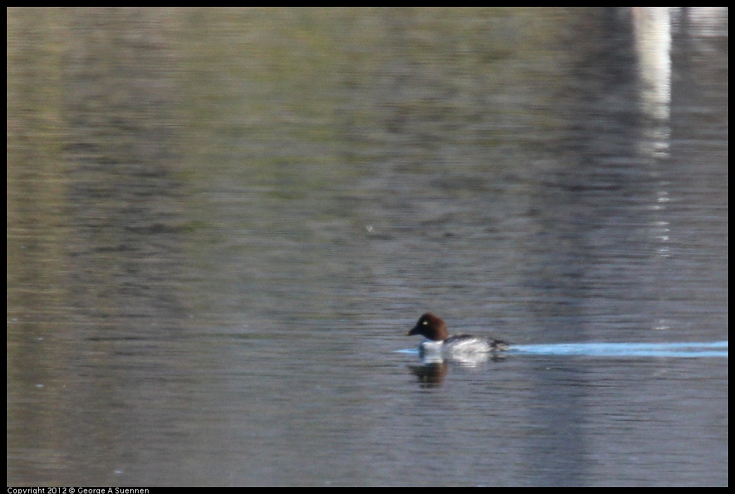 1111-095314-01.jpg - Common Goldeneye (Id only)