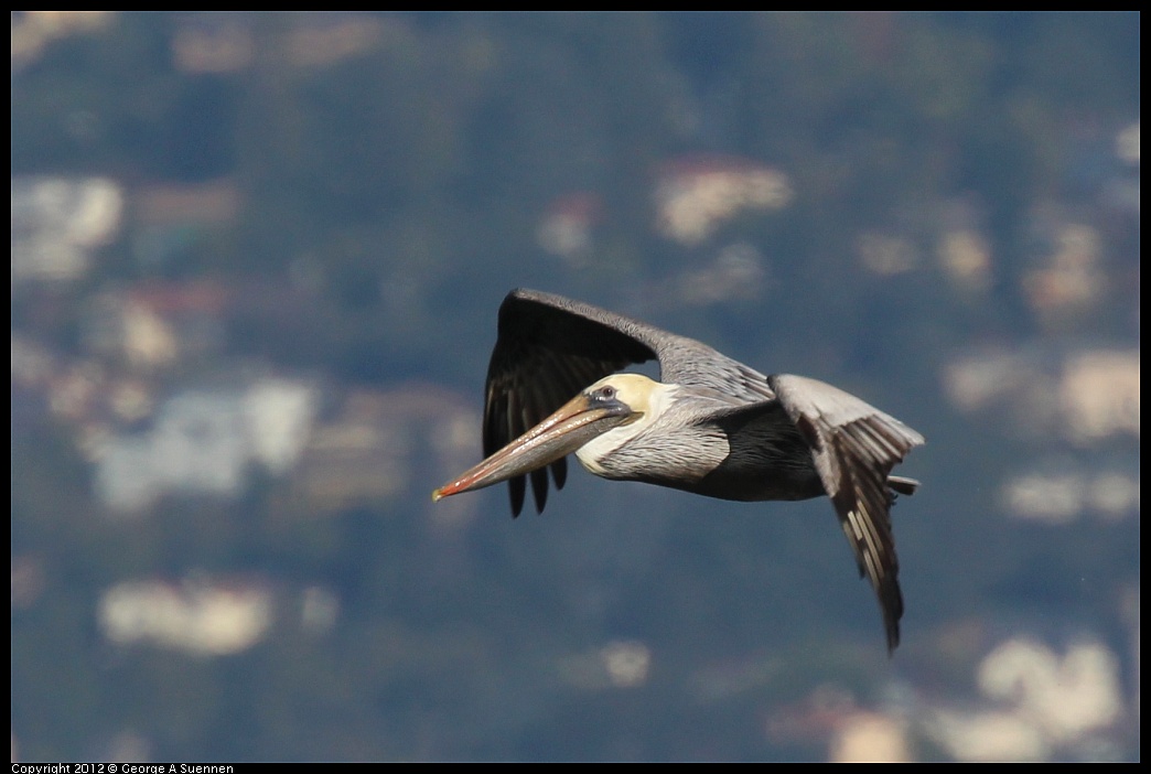 1111-095347-02.jpg - Brown Pelican