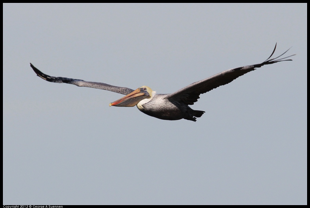 1111-095354-01.jpg - Brown Pelican