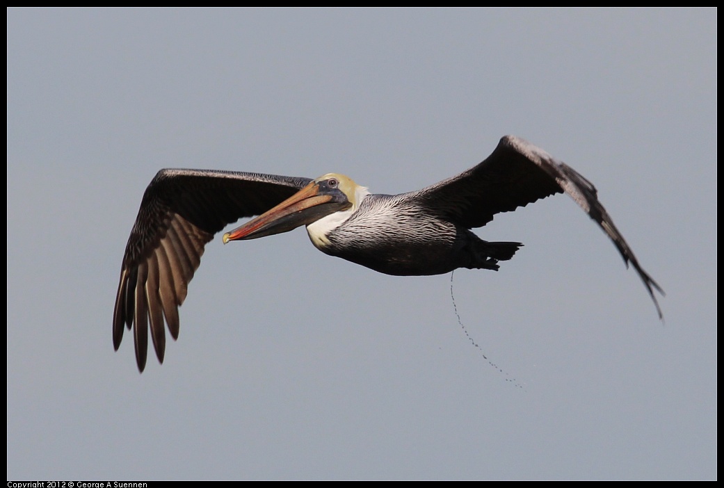 1111-095354-02.jpg - Brown Pelican