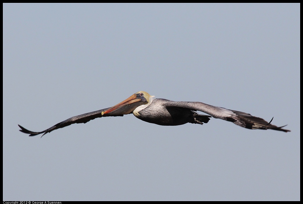 1111-095356-02.jpg - Brown Pelican