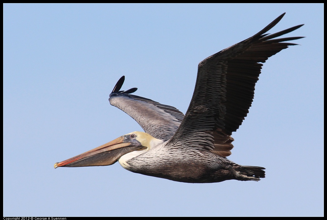 1111-095359-01.jpg - Brown Pelican