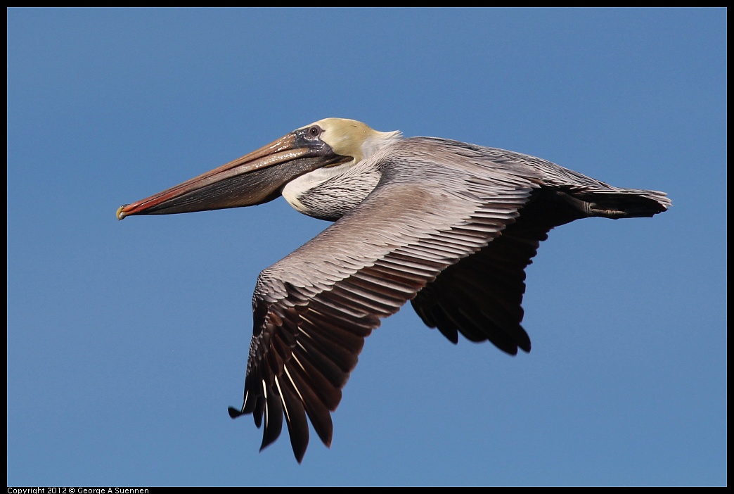 1111-095402-03.jpg - Brown Pelican