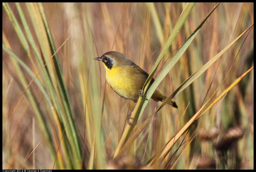 1111-100102-03.jpg - Common Yellowthroat