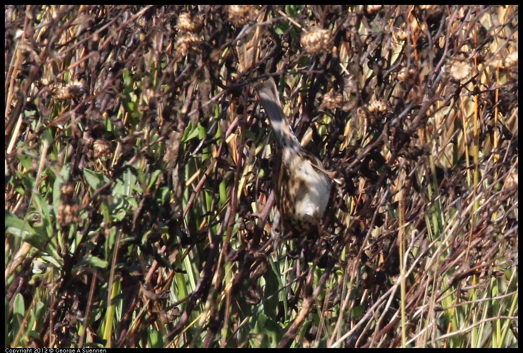 1111-104422-02.jpg - Song Sparrow