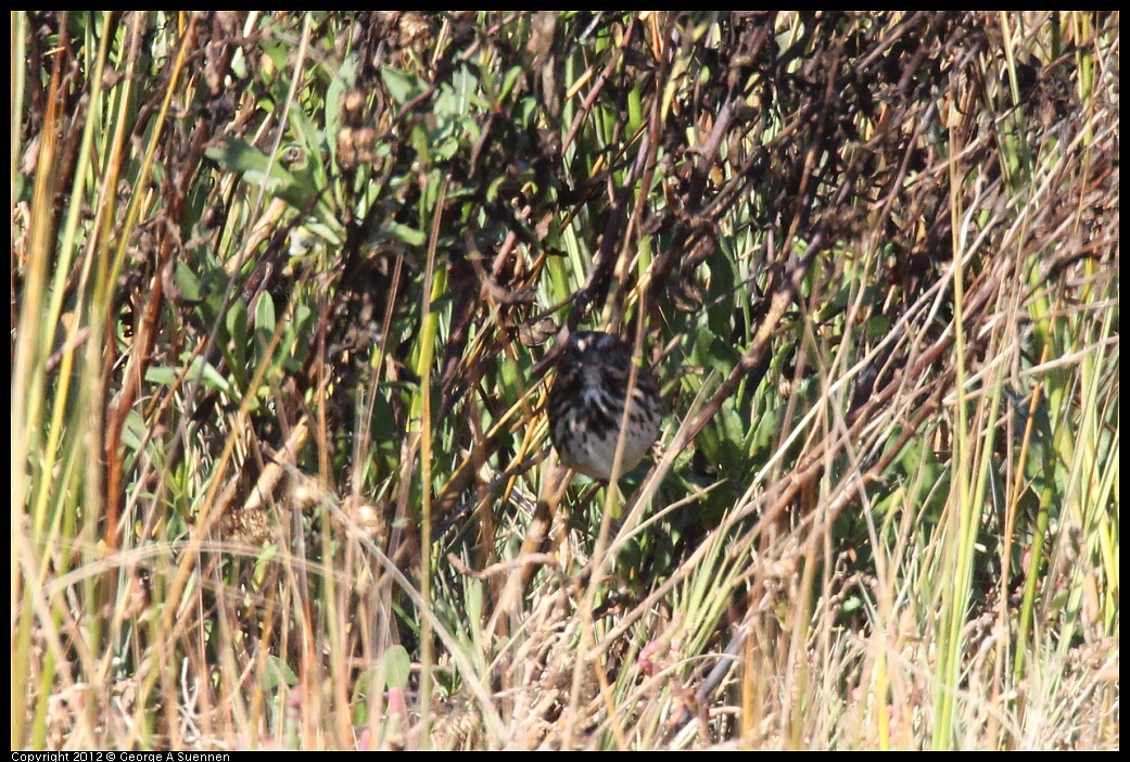 1111-104423-01.jpg - Song Sparrow