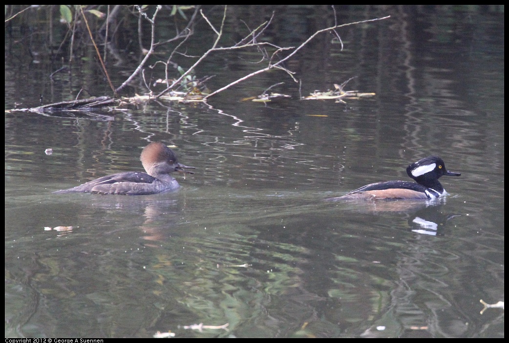 1115-092555-04.jpg - Hooded Merganser