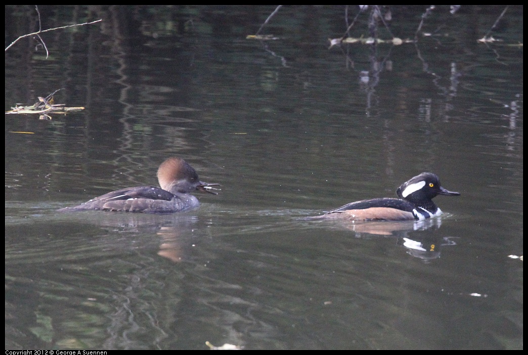 1115-092557-01.jpg - Hooded Merganser