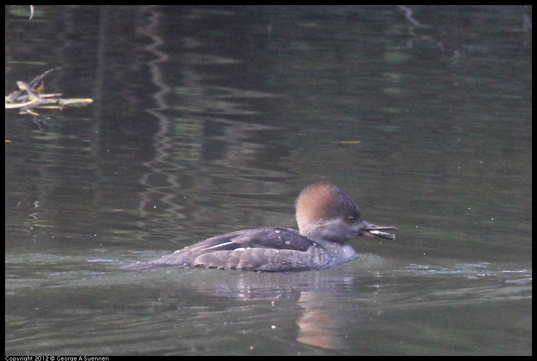 1115-092557-02.jpg - Hooded Merganser