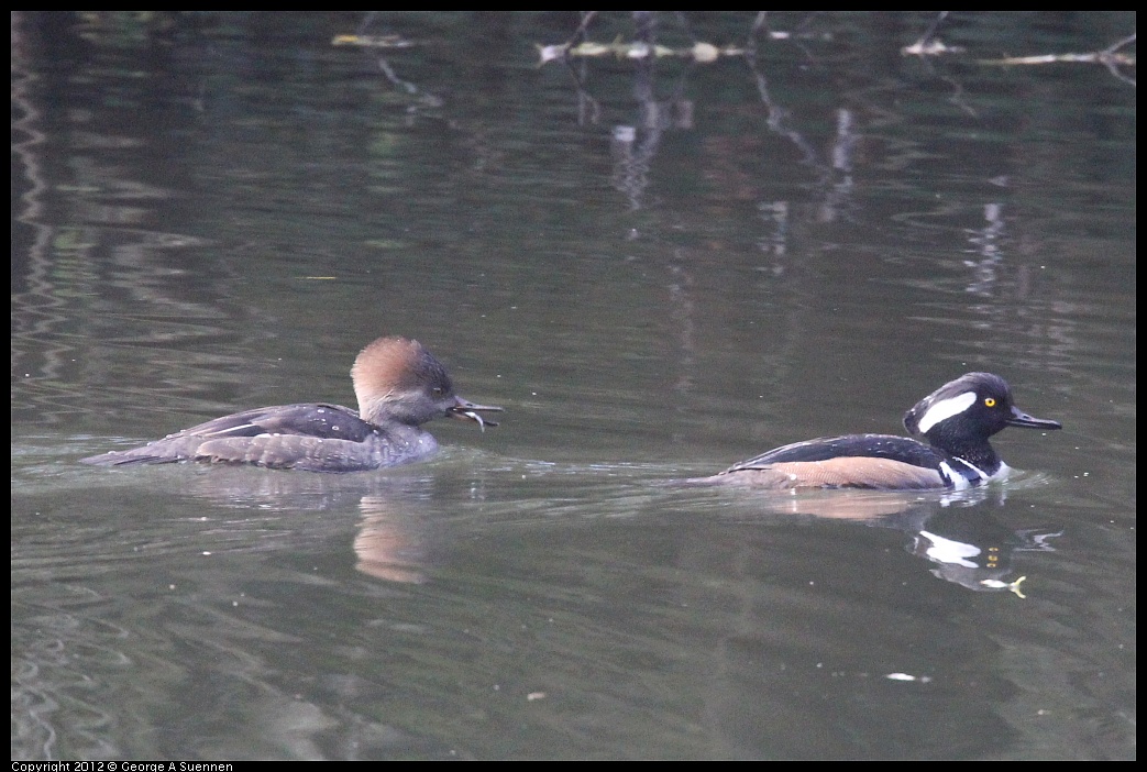 1115-092557-03.jpg - Hooded Merganser