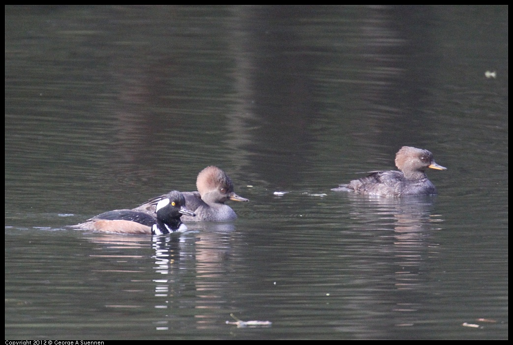 1115-092703-01.jpg - Hooded Merganser