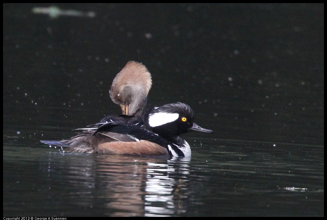 1115-092831-02.jpg - Hooded Merganser