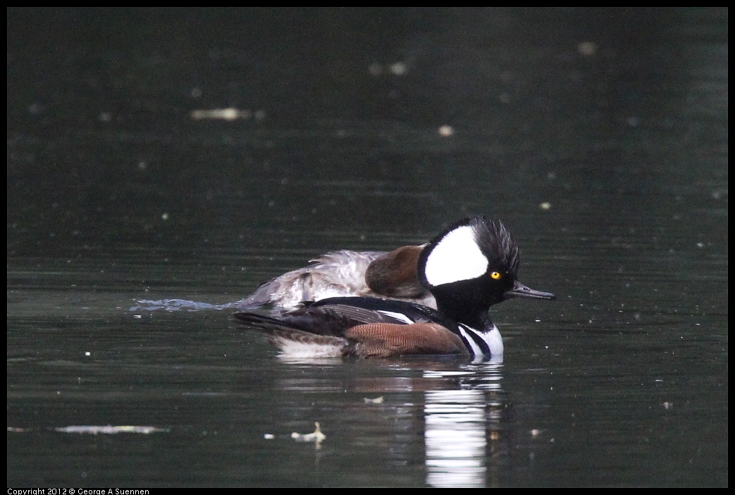 1115-092842-01.jpg - Hooded Merganser