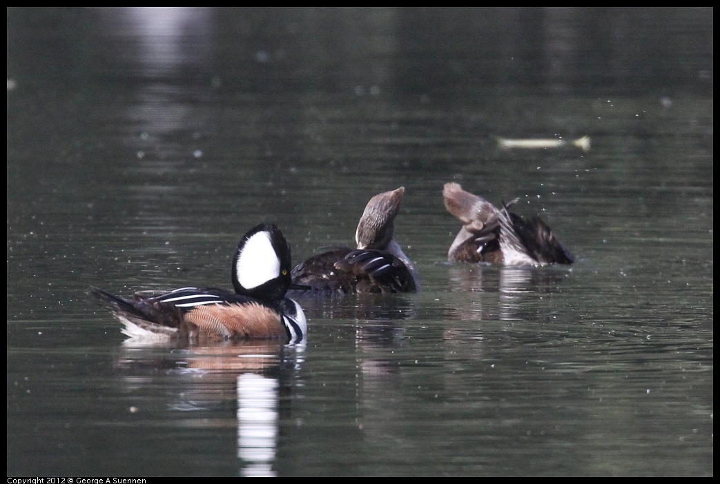 1115-092914-03.jpg - Hooded Merganser