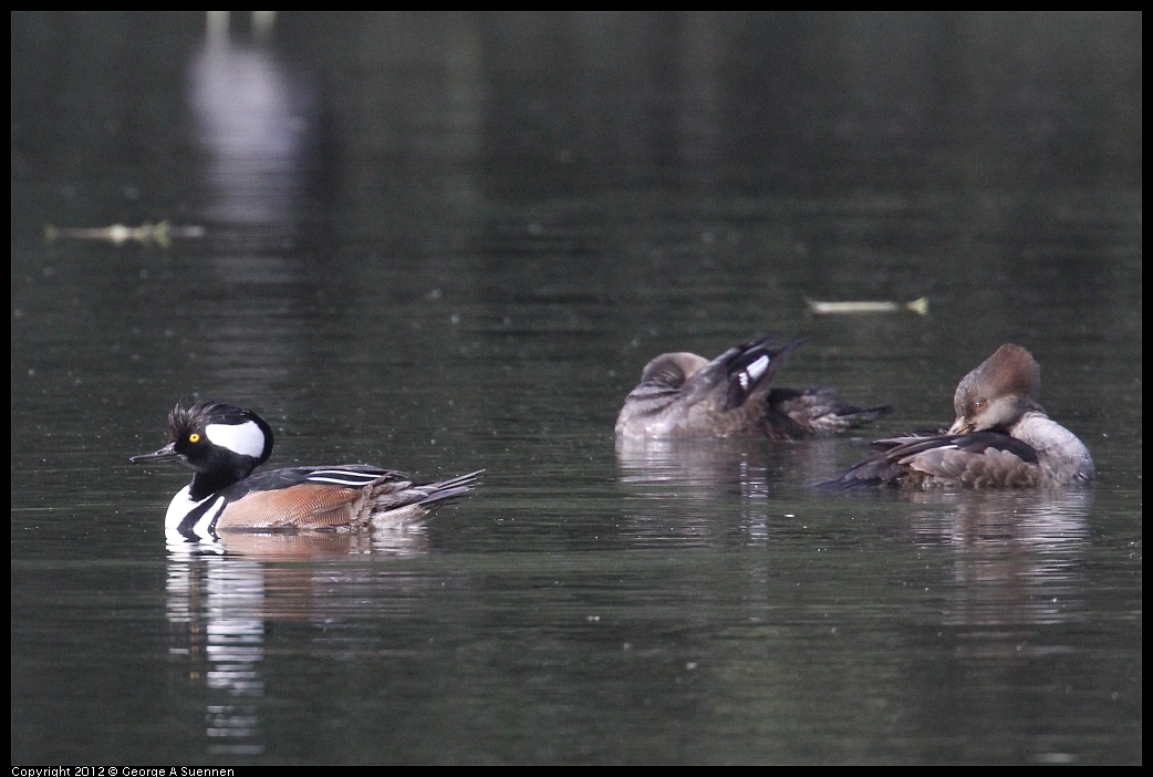 1115-092925-02.jpg - Hooded Merganser