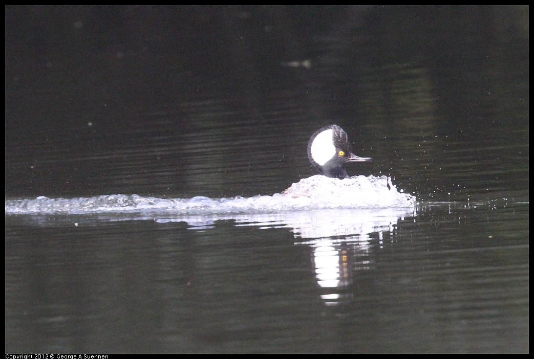 1115-093358-02.jpg - Hooded Merganser