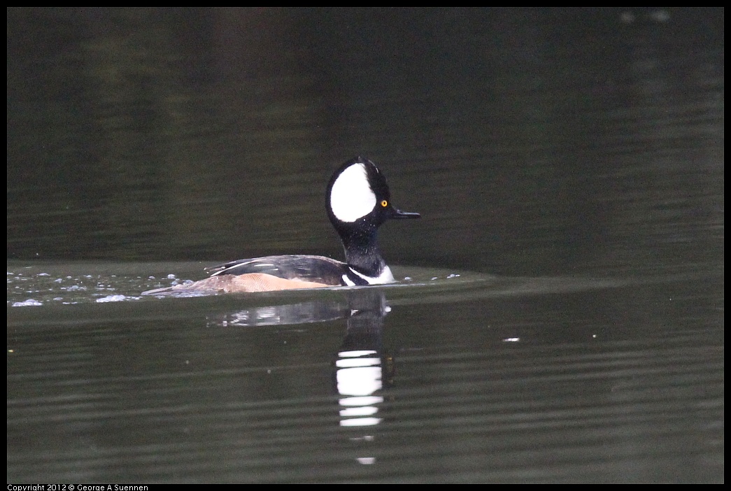 1115-093359-04.jpg - Hooded Merganser