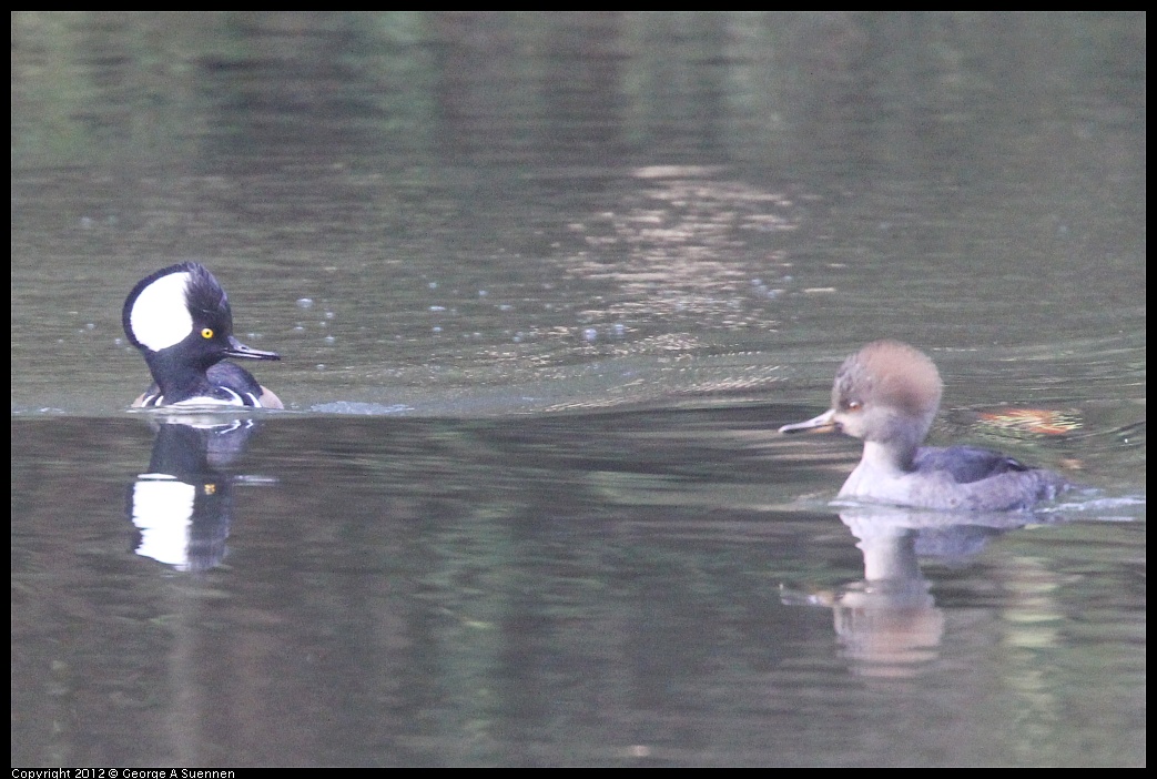 1115-093715-05.jpg - Hooded Merganser