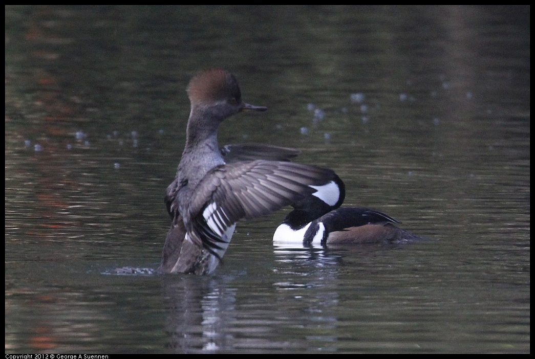 1115-093730-03.jpg - Hooded Merganser