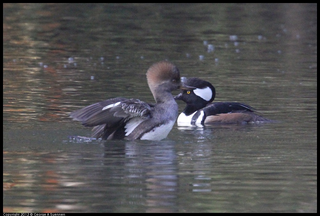 1115-093731-01.jpg - Hooded Merganser