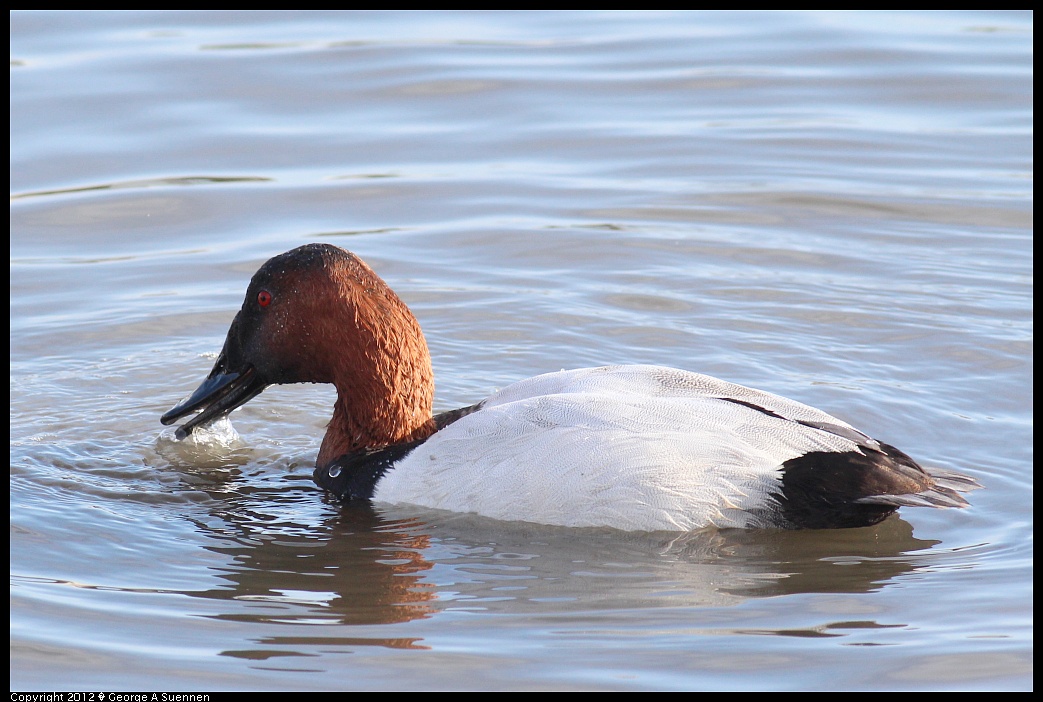 1121-143114-01.jpg - Canvasback